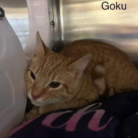 A baby small-sized male Orange / Red Domestic Short Hair cat named Goku for adoption in Knoxville, TN