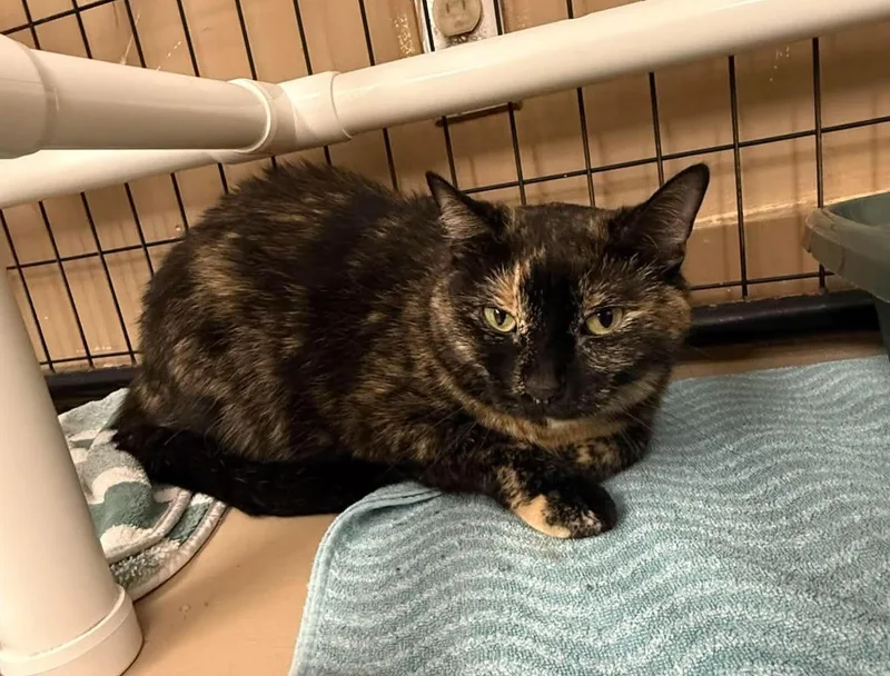 An adult medium-sized female Tortoiseshell Domestic Short Hair cat named Moki for adoption in Maryville, MO