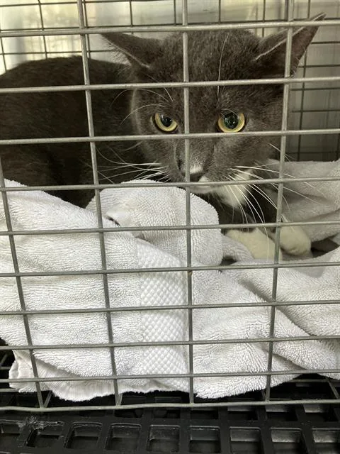 An adult medium-sized male Domestic Short Hair cat named Noah for adoption in Dallas, TX