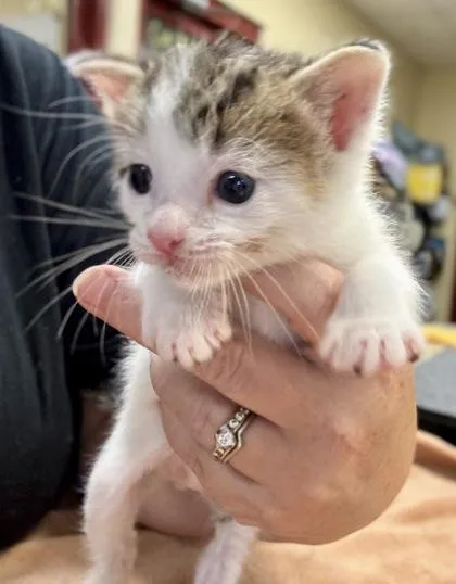 A baby small-sized male Domestic Short Hair cat named Timmy for adoption in Independence, MO