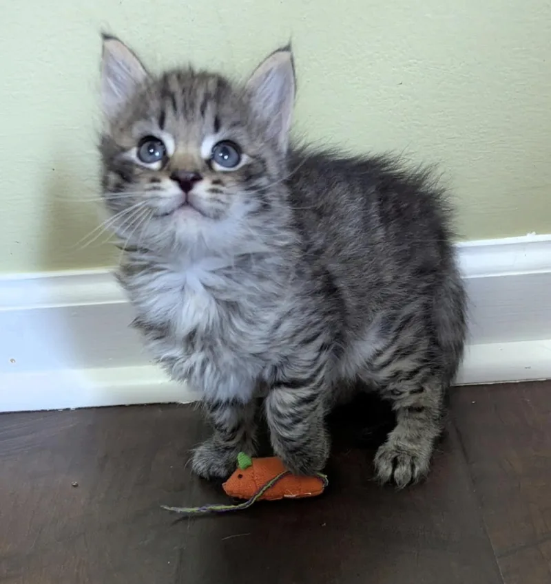 A baby small-sized male Domestic Short Hair cat named Mr. Jones for adoption in Knoxville, TN