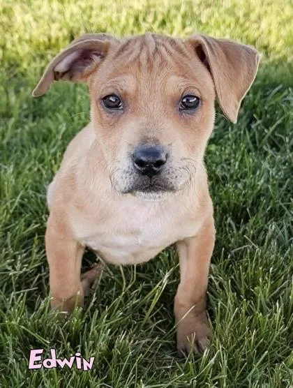 A baby small-sized male Fox Terrier dog named Edwin for adoption in Mason, MI