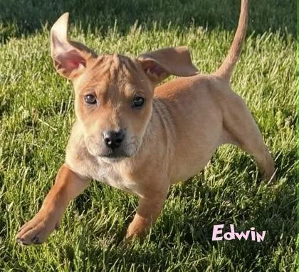 Edwin thumbnail 2