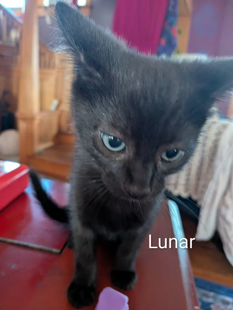 Lunar thumbnail 3
