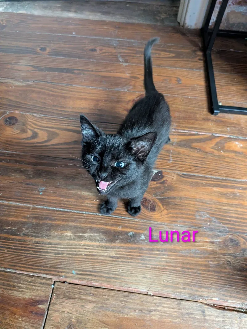 Lunar thumbnail 5