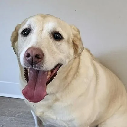 A senior large-sized female Golden Labrador Retriever dog named Bella for adoption in Annapolis, MD