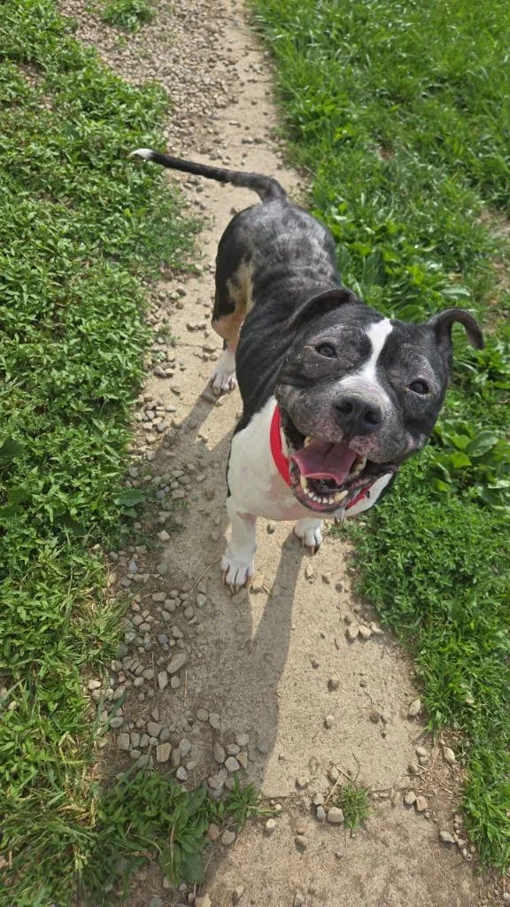 A young medium-sized male Pit Bull Terrier dog named Gibbs for adoption in Marion, OH