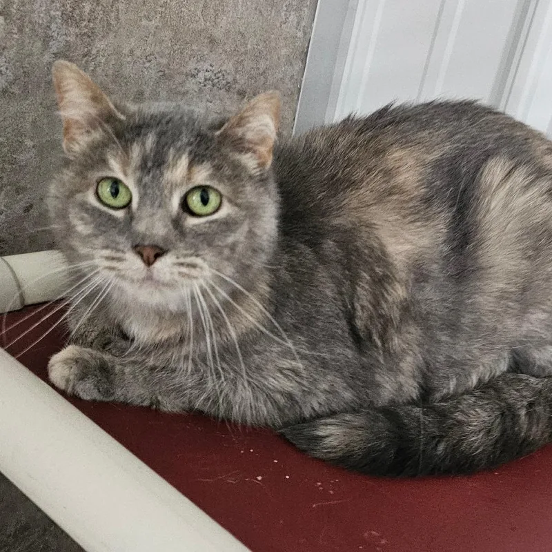 An adult medium-sized female Cream / Ivory Domestic Short Hair cat named Maxwell for adoption in Grinnell, IA
