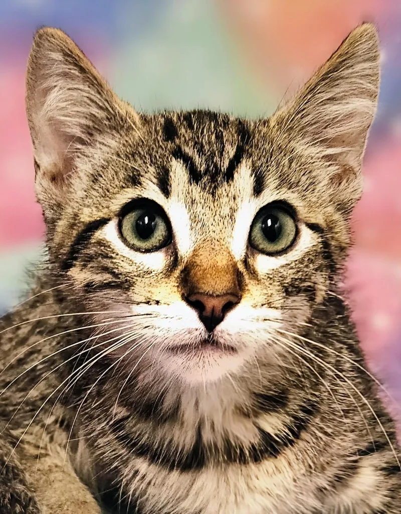 A baby medium-sized male Tabby (Gray / Blue / Silver) Domestic Short Hair cat named Leo  Rancho Cucamonga for adoption in Yorba Linda, CA