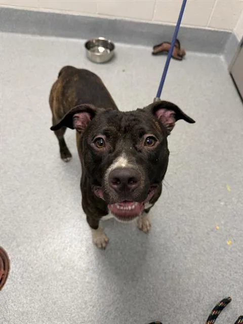 A young medium-sized male Pit Bull Terrier dog named Django for adoption in Indianapolis, IN