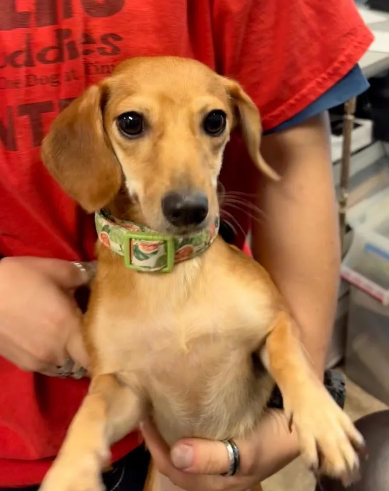 A young small-sized female Dachshund dog named Pri Pri for adoption in Reno, NV