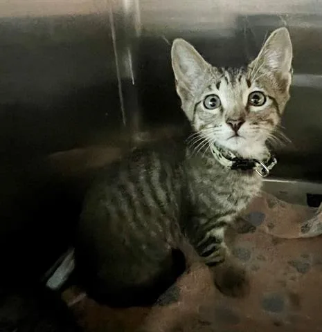 A baby small-sized male Domestic Short Hair cat named Drax for adoption in Houston, TX