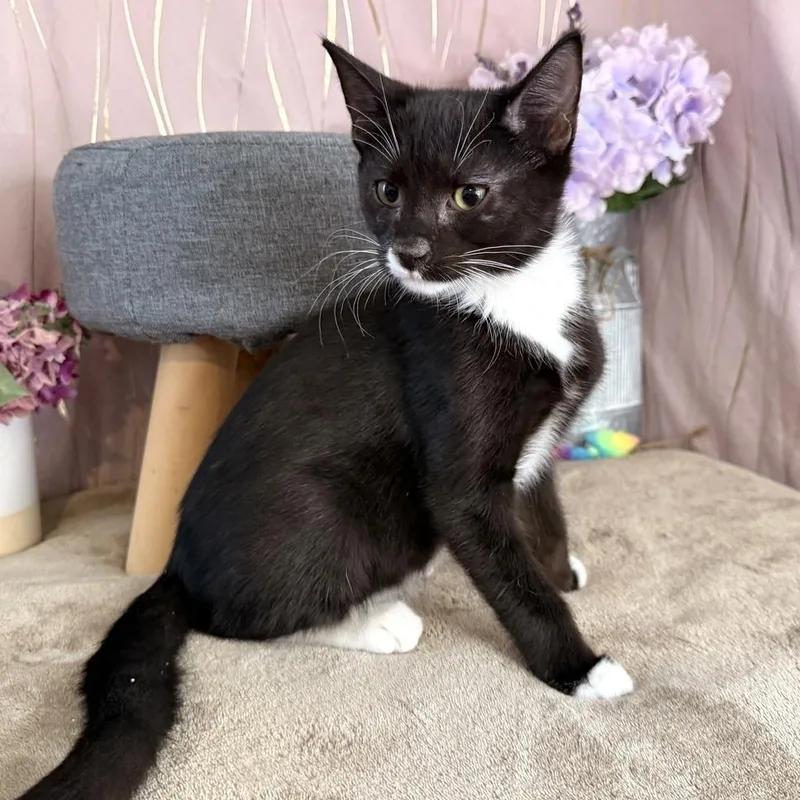 A baby small-sized male Black Domestic Short Hair cat named Everest for adoption in Long Beach, MS