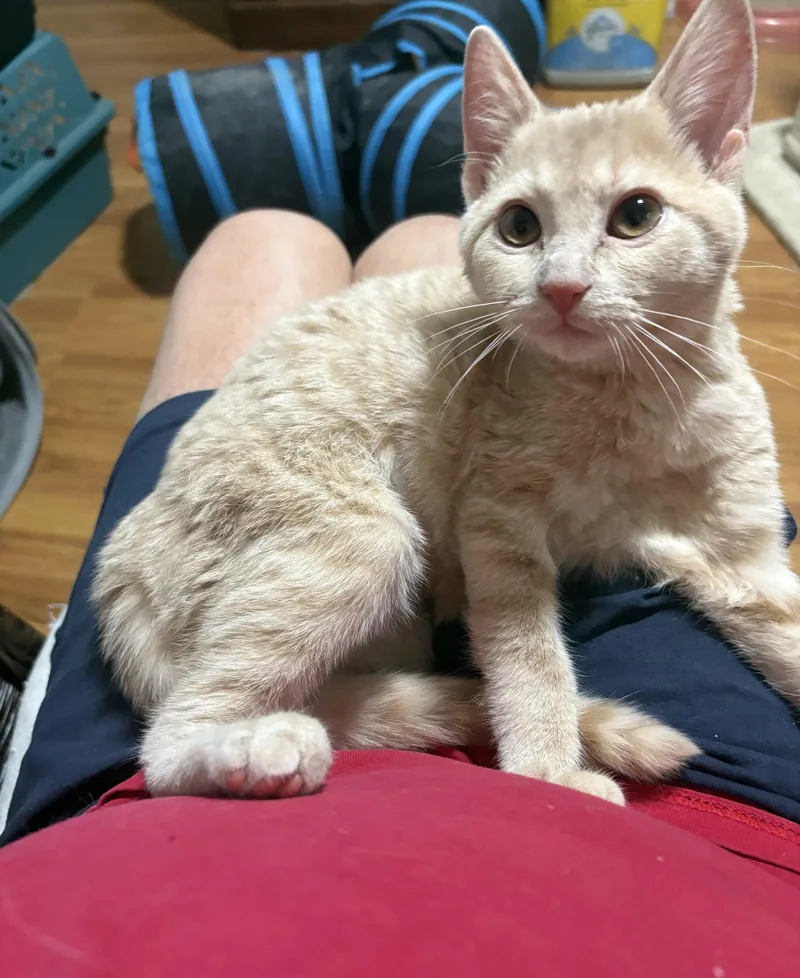 A baby medium-sized female Orange / Red Domestic Short Hair cat named Amelia for adoption in Nashville, TN