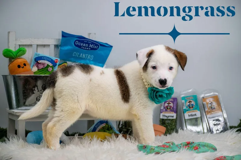 Lemongrass thumbnail 4