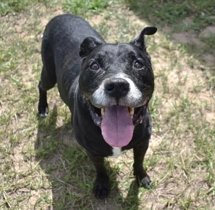 A senior medium-sized male Black Pit Bull Terrier dog named Rocky for adoption in Inverness, FL