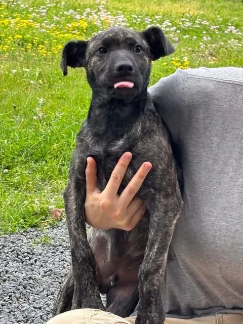 A young medium-sized male Mixed Breed dog named Baby Max for adoption in Howes Cave, NY