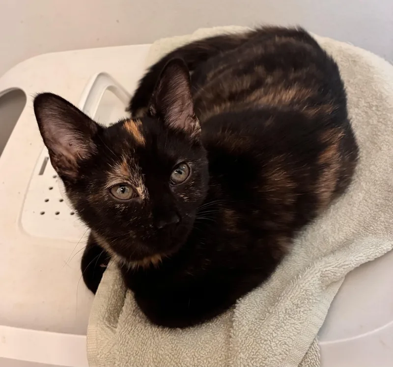 A young medium-sized female Tortoiseshell Domestic Short Hair cat named Jemima for adoption in Easley, SC