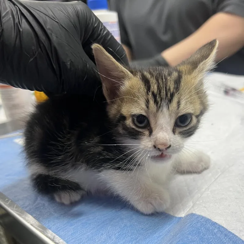 A baby small-sized male Brown / Chocolate Domestic Short Hair cat named Eric for adoption in Summerville, SC