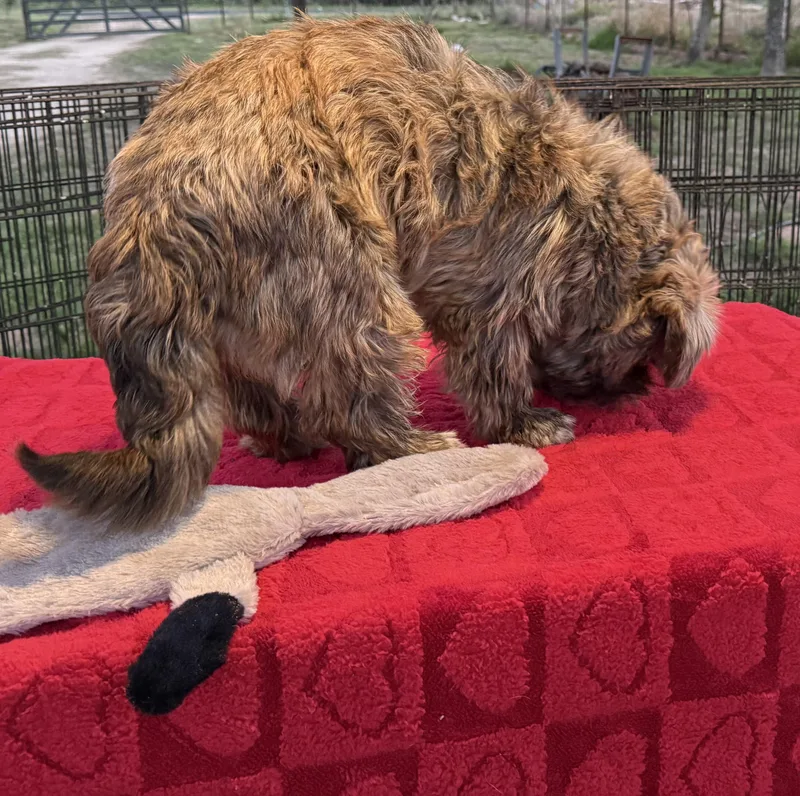 Ewok thumbnail 2