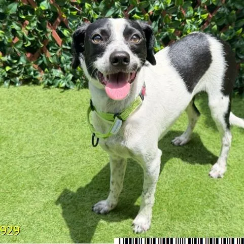 A young medium-sized male Mixed Breed dog named Riff Raff for adoption in West Palm Beach, FL