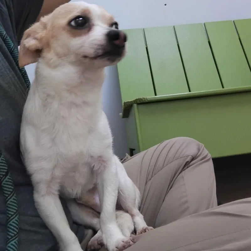 Rascal thumbnail 3