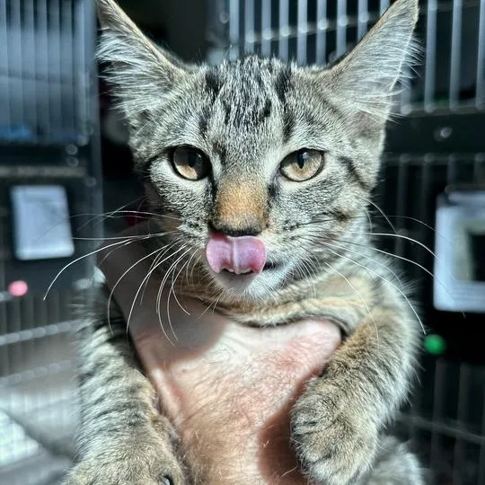 A baby small-sized female Brown / Chocolate Domestic Short Hair cat named Kisses for adoption in Matteson, IL