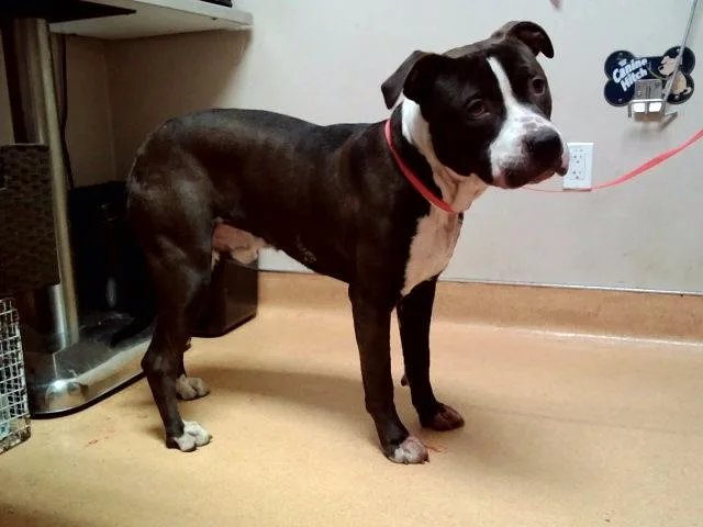 An adult large-sized male Pit Bull Terrier dog named Tyr for adoption in Martinez, CA