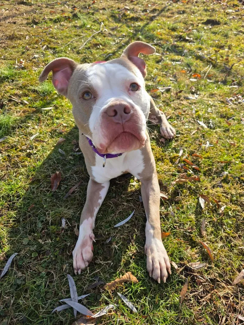 Buttercup thumbnail 2