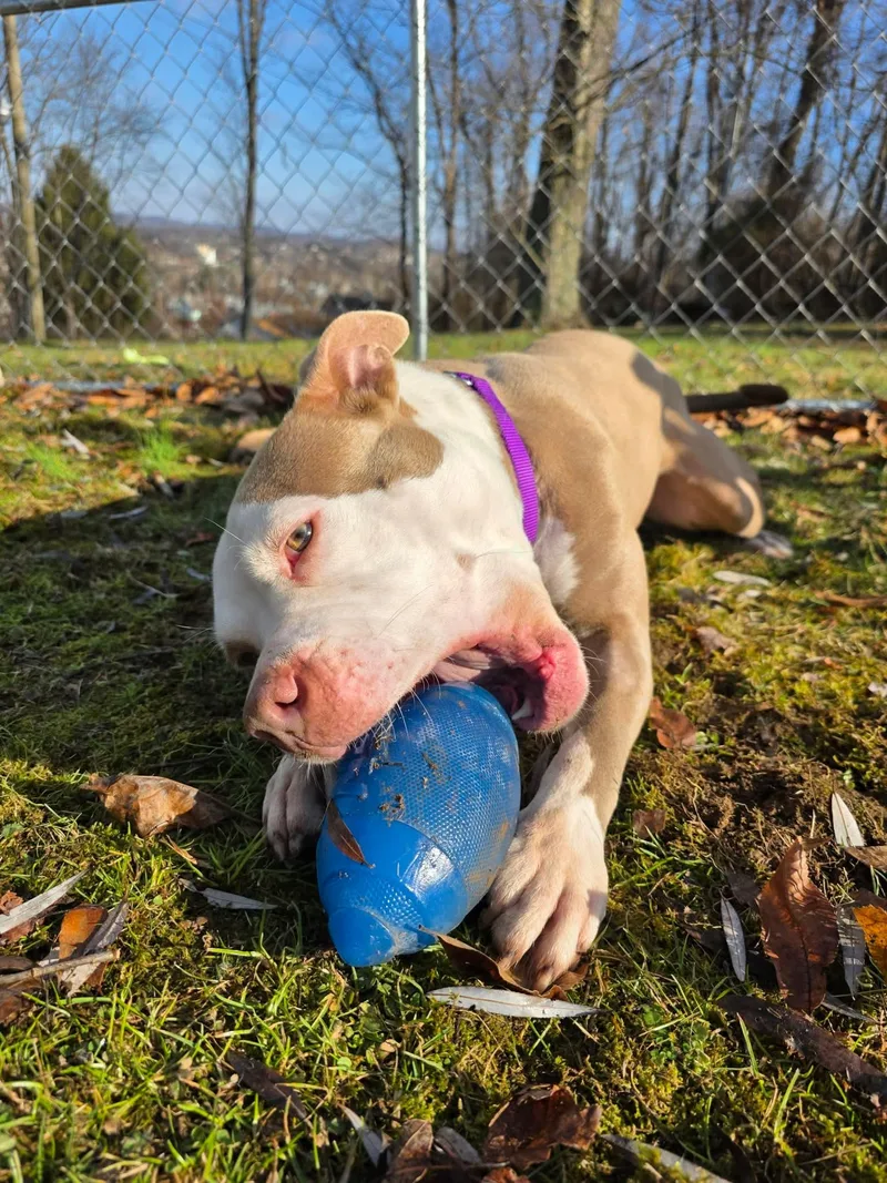 Buttercup thumbnail 3