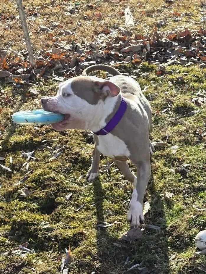 Buttercup thumbnail 4