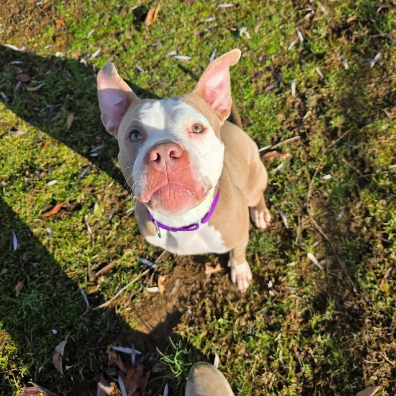 Buttercup thumbnail 5