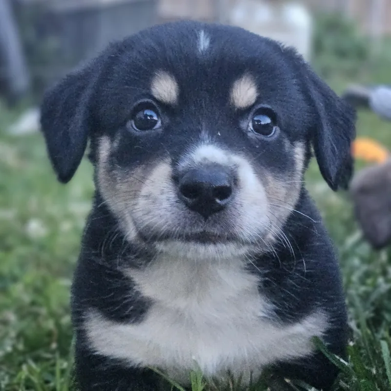 Milo