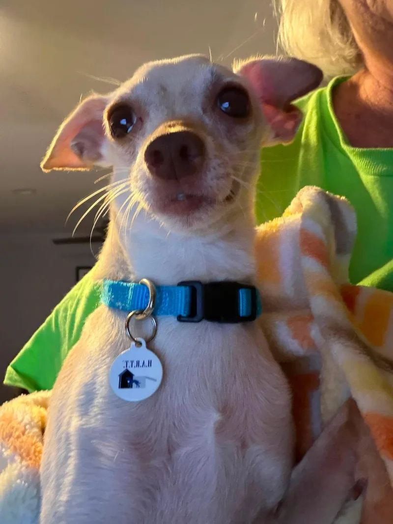 An adult small-sized male White / Cream Chihuahua dog named Daak for adoption in Phoenix, AZ