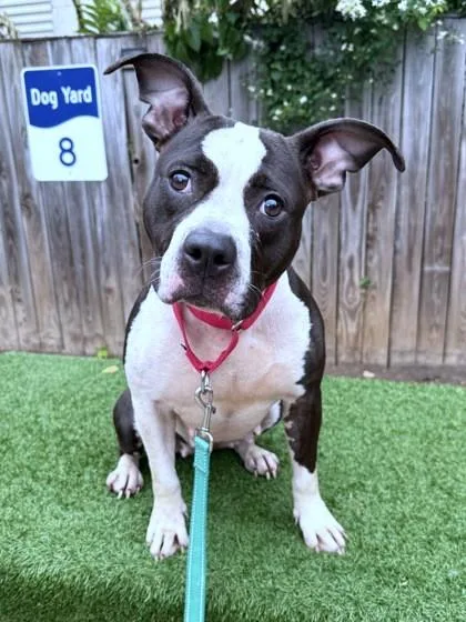 An adult medium-sized female Pit Bull Terrier dog named Circe for adoption in Washington, DC