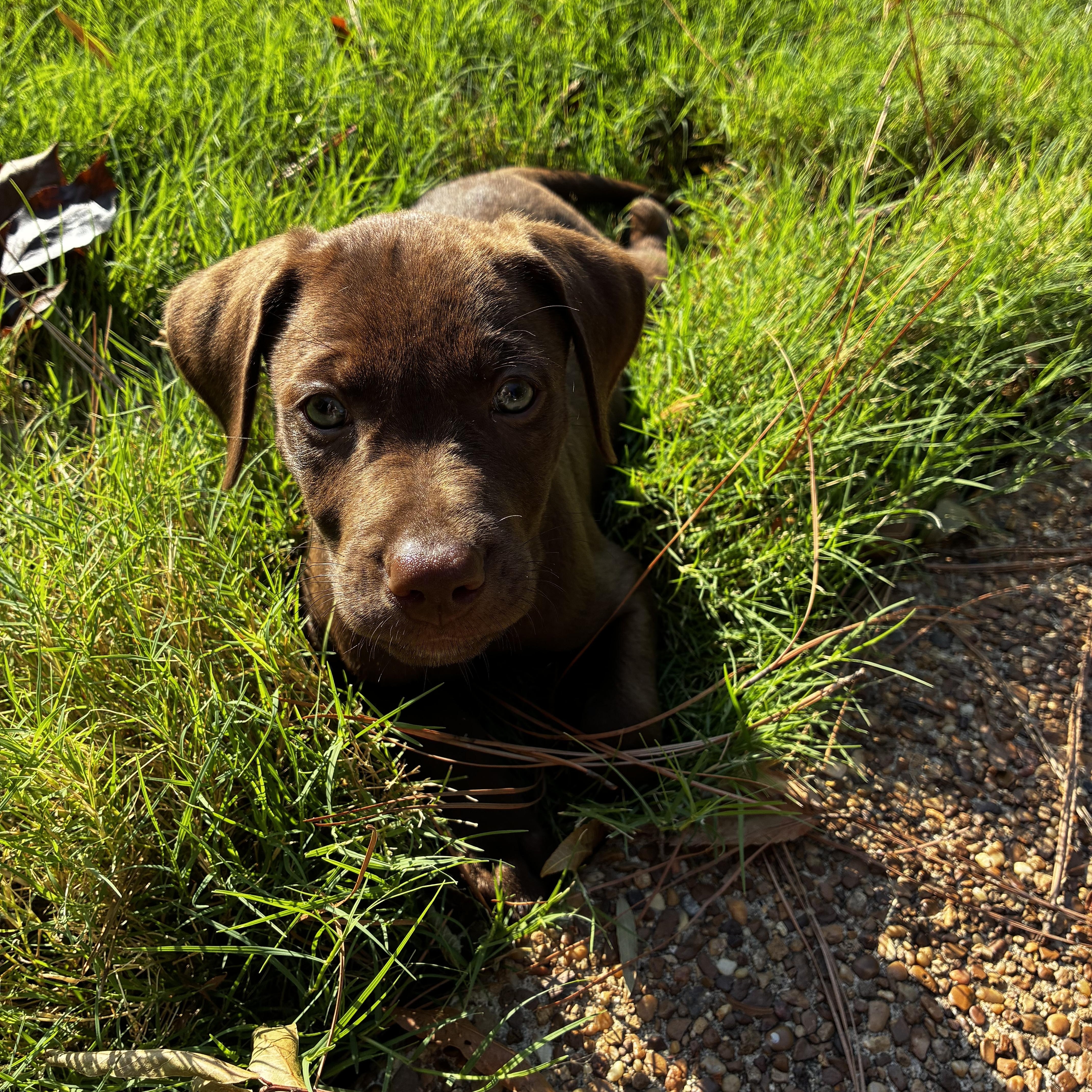 A baby medium-sized male Brown / Chocolate Chocolate Labrador Retriever dog named Murphy for adoption in Cordova, TN