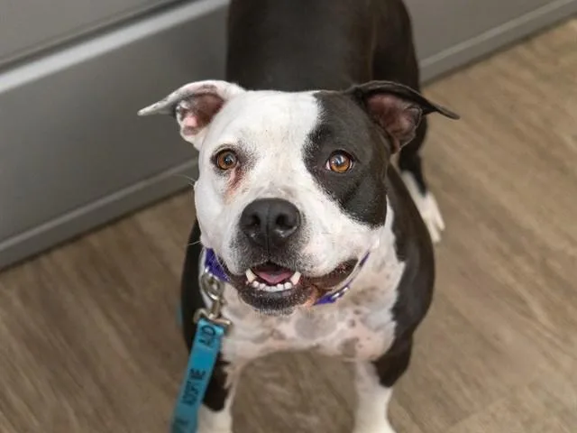 A young large-sized female Pit Bull Terrier dog named Nova for adoption in Martinez, CA