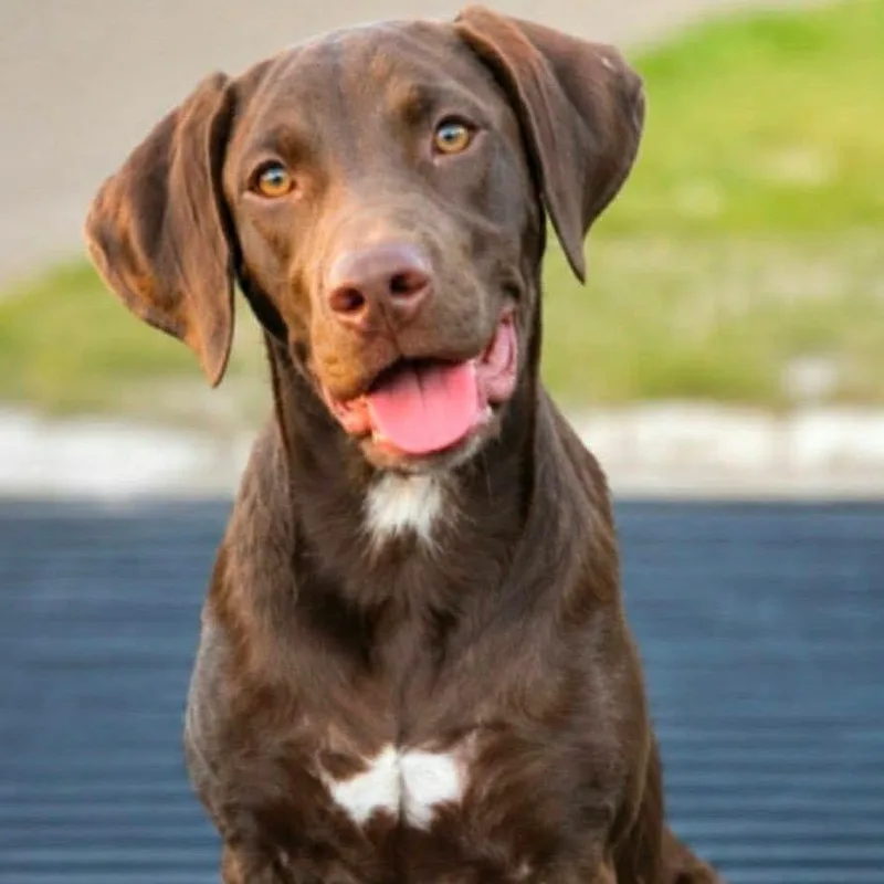 A baby medium-sized female Chocolate Labrador Retriever dog named Julie Davis for adoption in Wadena, MN
