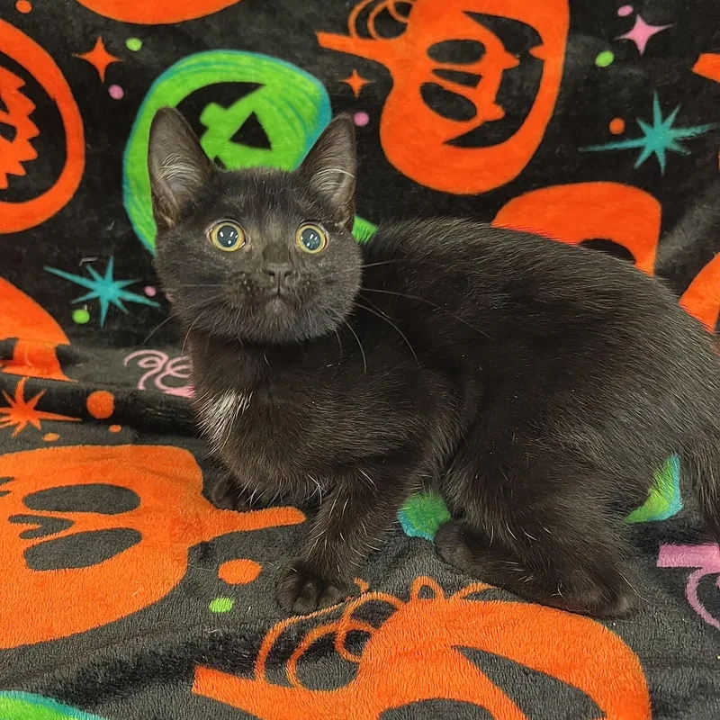 A baby medium-sized female Black Domestic Short Hair cat named Miss Monster Masher for adoption in Fairmont, MN