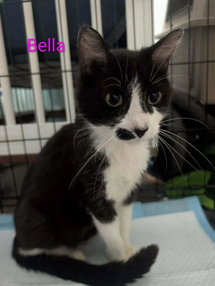 Bella