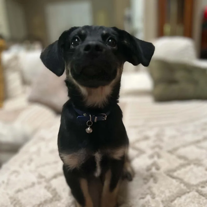 A baby medium-sized male Doberman Pinscher dog named Rambo for adoption in Chatham, NJ