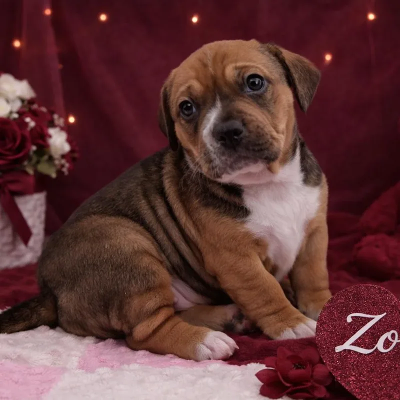 A baby small-sized female Brown / Chocolate Mixed Breed dog named Zoee for adoption in Durham, NC