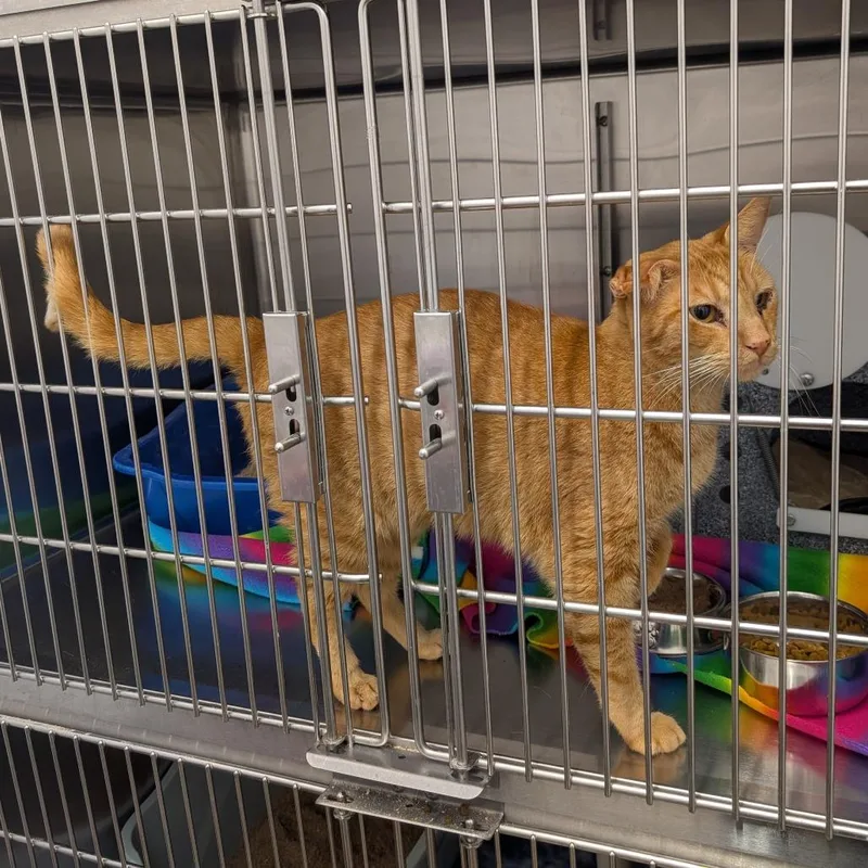 A senior large-sized male Orange / Red Domestic Short Hair cat named Benito for adoption in Emporia, KS