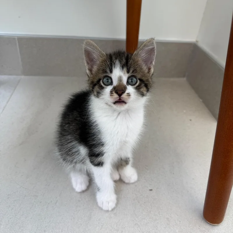 A baby medium-sized male Domestic Short Hair cat named Campfire for adoption in Evanston, IL