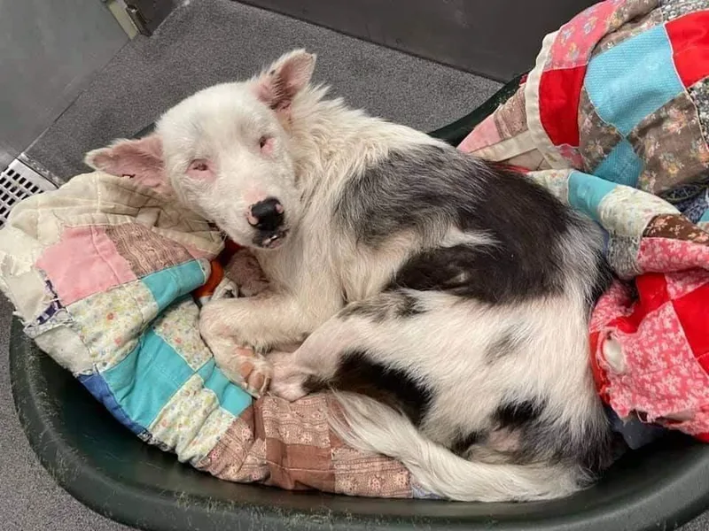 Brayleigh thumbnail 4