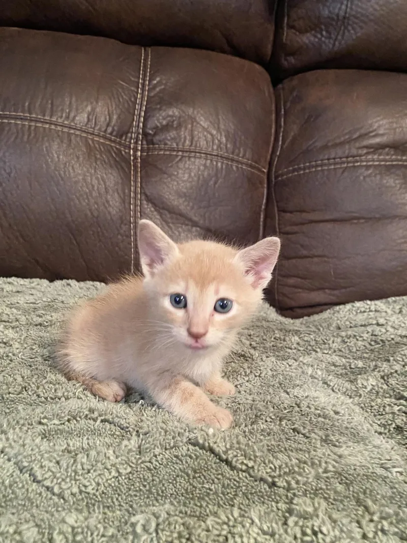 A baby small-sized female Domestic Short Hair cat named Cupcake for adoption in Rockwall, TX