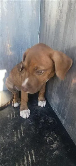 A baby small-sized male Retriever dog named Ricky for adoption in San Antonio, TX
