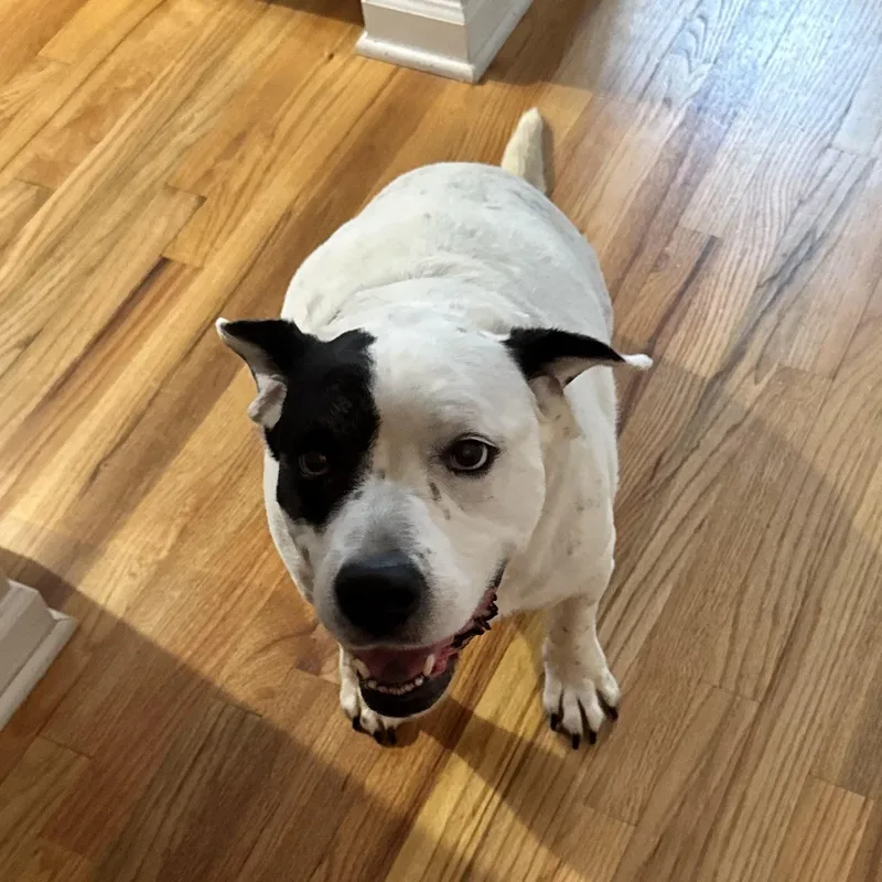 A senior large-sized female Black American Bulldog dog named Savannah for adoption in Columbia, SC