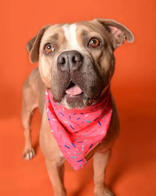 An adult large-sized female American Staffordshire Terrier dog named Chiffon for adoption in Fort Lauderdale, FL