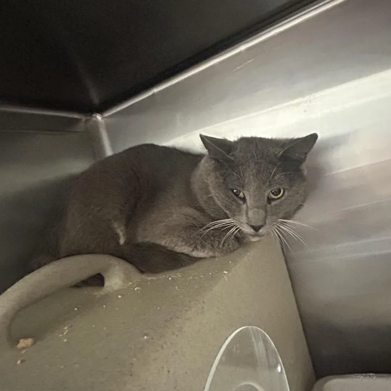 A young medium-sized male Gray / Blue / Silver Domestic Short Hair cat named Crafty for adoption in Yanceyville, NC